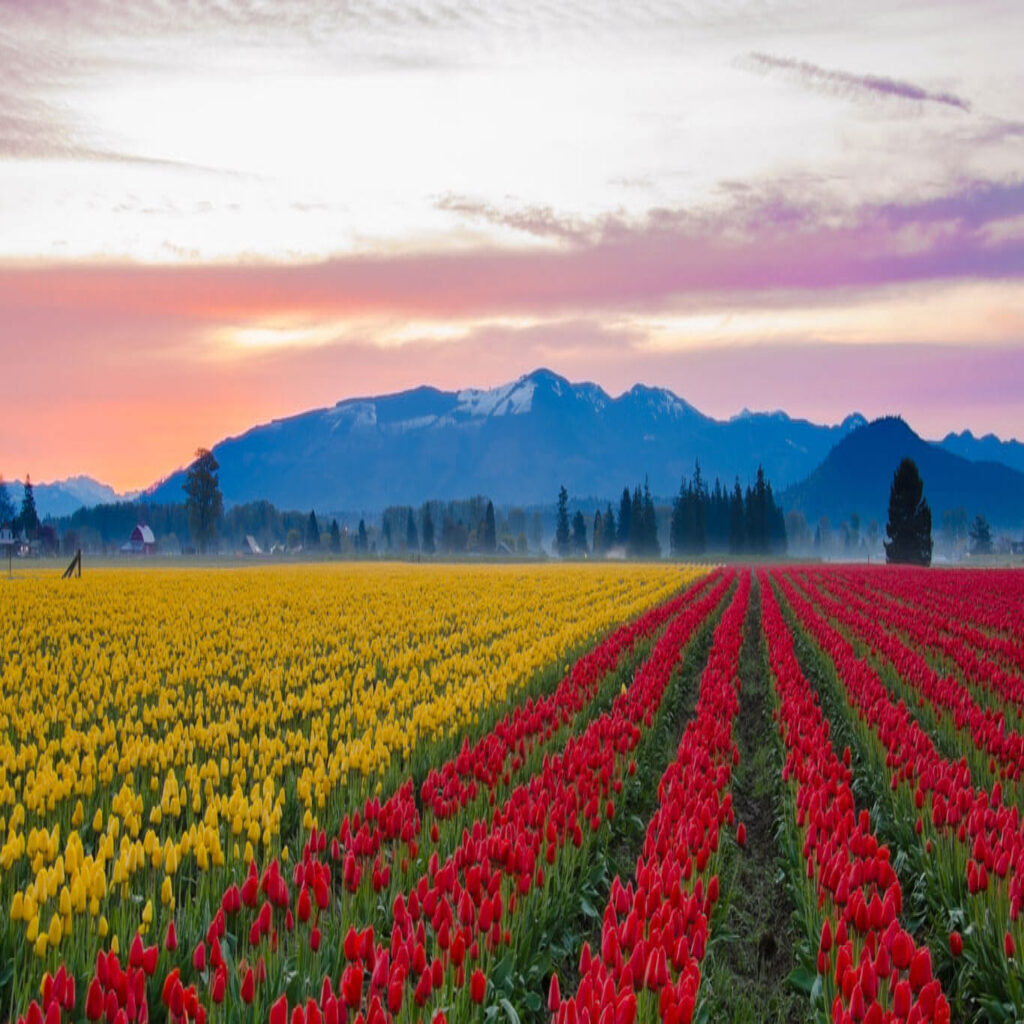 Tulip Garden of Srinagar, Kashmir - Feet Beyond Roads